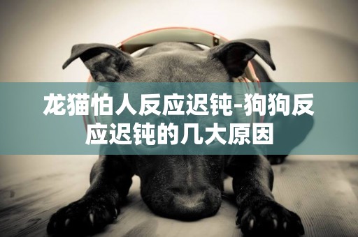 龍貓怕人反應遲鈍-狗狗反應遲鈍的幾大原因