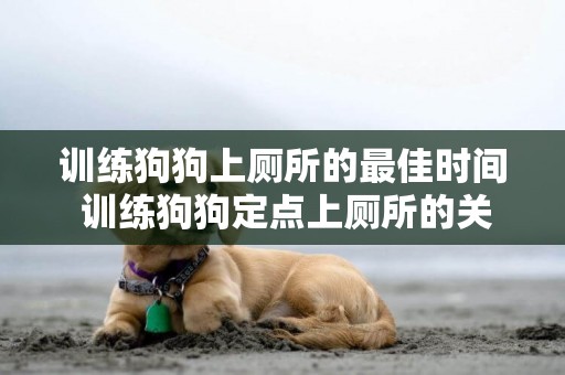 訓練狗狗上廁所的最佳時間 訓練狗狗定點上廁所的關鍵