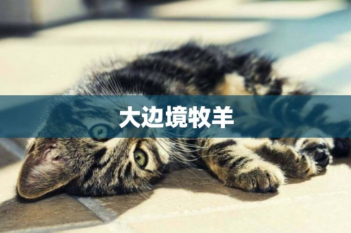 大邊境牧羊