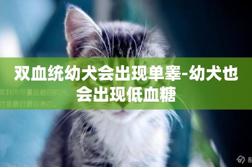 雙血統幼犬會出現單睪-幼犬也會出現低血糖