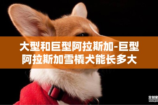 大型和巨型阿拉斯加-巨型阿拉斯加雪橇犬能長多大