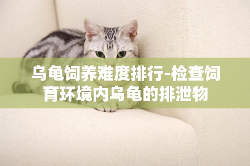 烏龜飼養難度排行-檢查飼育環境內烏龜的排泄物