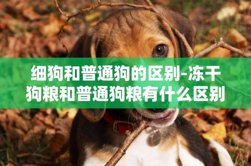 細狗和普通狗的區別-凍干狗糧和普通狗糧有什么區別