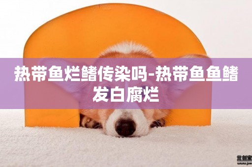 熱帶魚爛鰭傳染嗎-熱帶魚魚鰭發白腐爛