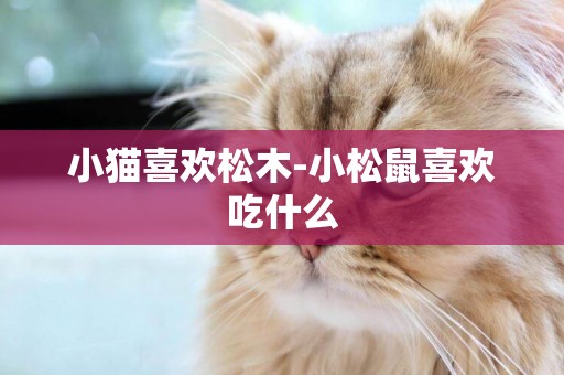 小貓喜歡松木-小松鼠喜歡吃什么