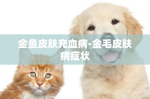 金魚皮膚充血病-金毛皮膚病癥狀