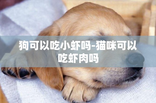 狗可以吃小蝦嗎-貓咪可以吃蝦肉嗎