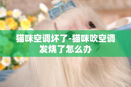 貓咪空調壞了-貓咪吹空調發燒了怎么辦