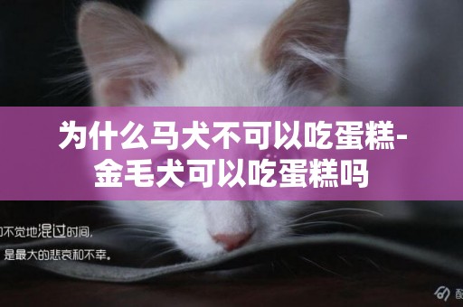 為什么馬犬不可以吃蛋糕-金毛犬可以吃蛋糕嗎
