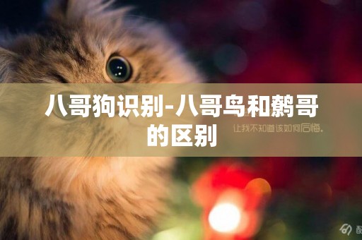 八哥狗識別-八哥鳥和鷯哥的區別