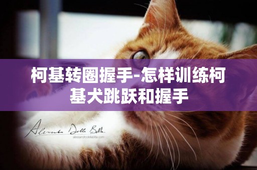 柯基轉圈握手-怎樣訓練柯基犬跳躍和握手