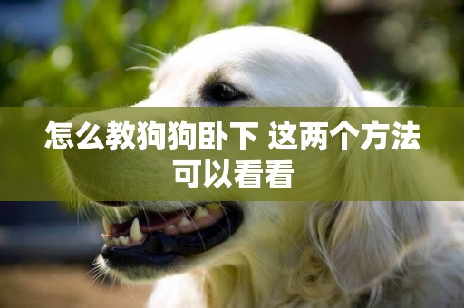 怎么教狗狗臥下 這兩個方法可以看看