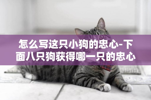 怎么寫這只小狗的忠心-下面八只狗獲得哪一只的忠心