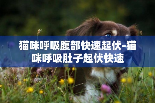 貓咪呼吸腹部快速起伏-貓咪呼吸肚子起伏快速