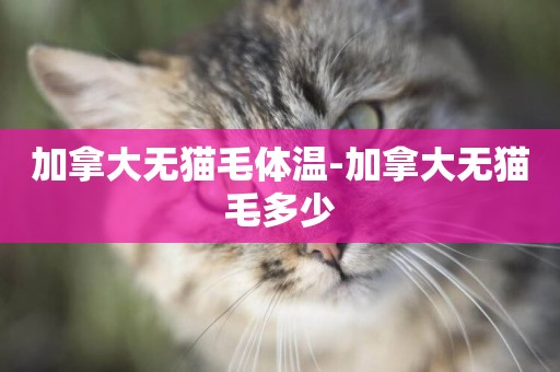 加拿大無貓毛體溫-加拿大無貓毛多少