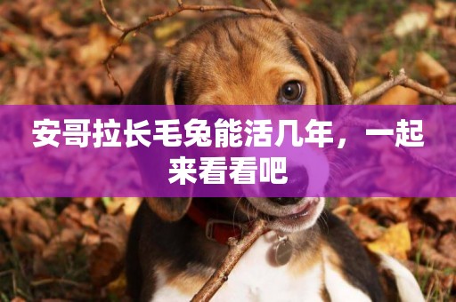 安哥拉長毛兔能活幾年,一起來看看吧 安哥拉長毛兔能活幾年,一起來看看吧