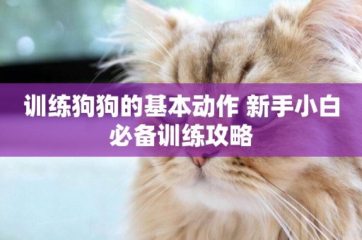 訓練狗狗的基本動作 新手小白必備訓練攻略