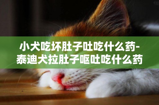 小犬吃壞肚子吐吃什么藥-泰迪犬拉肚子嘔吐吃什么藥