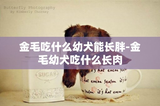 金毛吃什么幼犬能長胖-金毛幼犬吃什么長肉