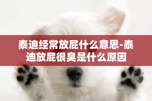 泰迪經常放屁什么意思-泰迪放屁很臭是什么原因