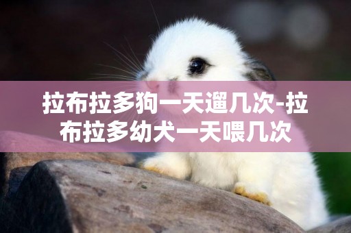 拉布拉多狗一天遛幾次-拉布拉多幼犬一天喂幾次
