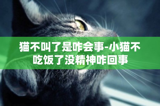 貓不叫了是咋會事-小貓不吃飯了沒精神咋回事