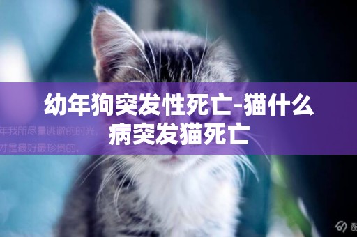 幼年狗突發性死亡-貓什么病突發貓死亡