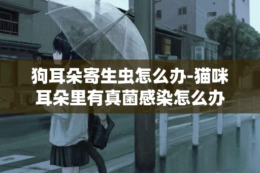 狗耳朵寄生蟲怎么辦-貓咪耳朵里有真菌感染怎么辦