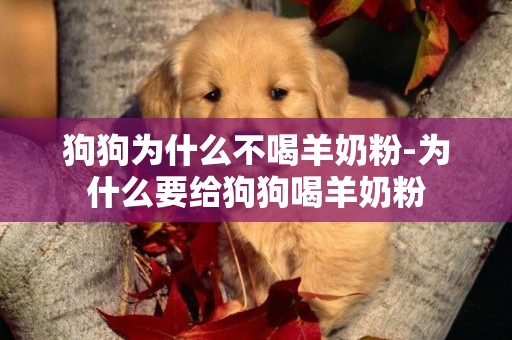 狗狗為什么不喝羊奶粉-為什么要給狗狗喝羊奶粉
