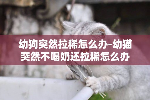 幼狗突然拉稀怎么辦-幼貓突然不喝奶還拉稀怎么辦