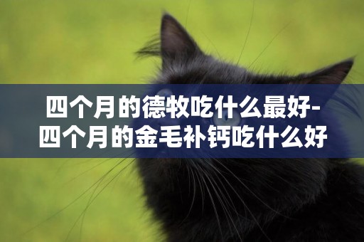 四個月的德牧吃什么最好-四個月的金毛補鈣吃什么好