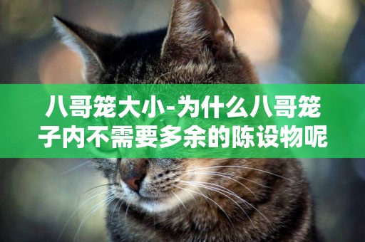八哥籠大小-為什么八哥籠子內不需要多余的陳設物呢