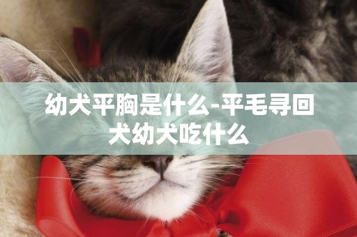 幼犬平胸是什么-平毛尋回犬幼犬吃什么