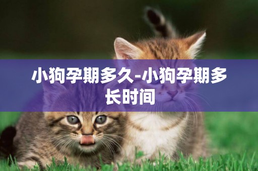 小狗孕期多久-小狗孕期多長時間