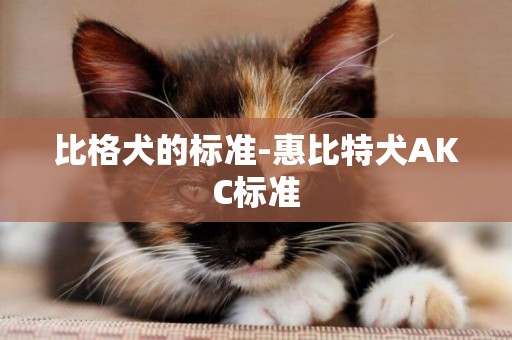 比格犬的標準-惠比特犬AKC標準