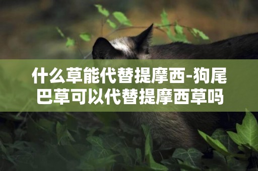 什么草能代替提摩西-狗尾巴草可以代替提摩西草嗎