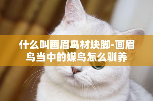 什么叫畫眉鳥材塊腳-畫眉鳥當中的媒鳥怎么馴養