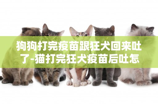 狗狗打完疫苗跟狂犬回來吐了-貓打完狂犬疫苗后吐怎么辦