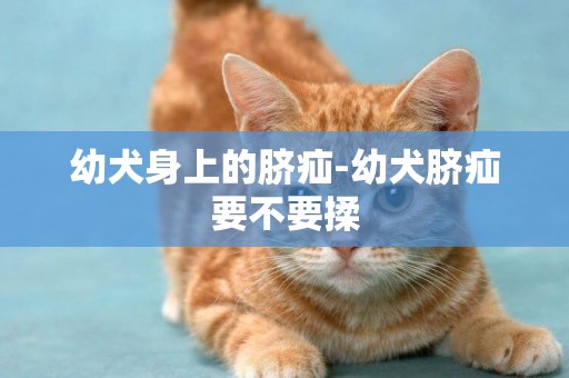 幼犬身上的臍疝-幼犬臍疝要不要揉