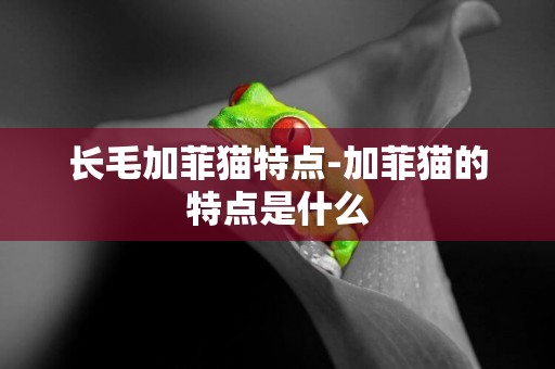 長毛加菲貓特點-加菲貓的特點是什么