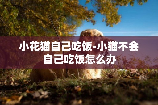 小花貓自己吃飯-小貓不會自己吃飯怎么辦