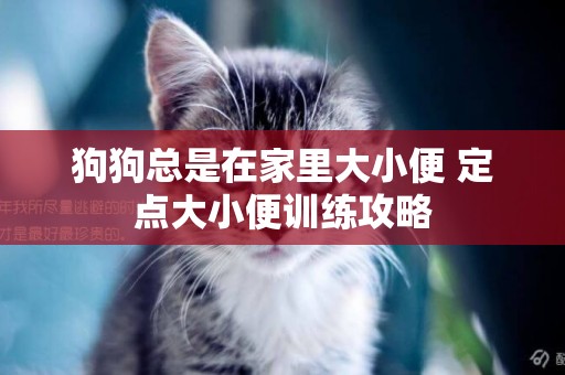 狗狗總是在家里大小便 定點大小便訓練攻略