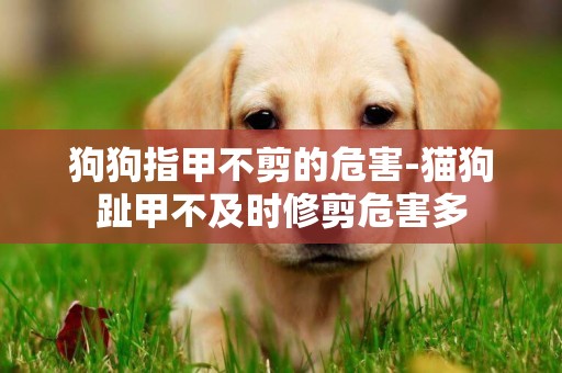 狗狗指甲不剪的危害-貓狗趾甲不及時修剪危害多