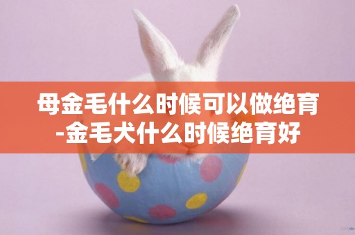 母金毛什么時候可以做絕育-金毛犬什么時候絕育好