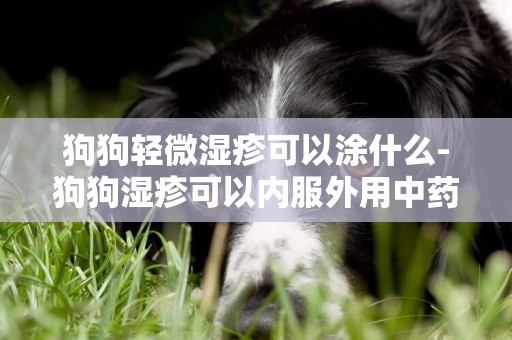 狗狗輕微濕疹可以涂什么-狗狗濕疹可以內服外用中藥