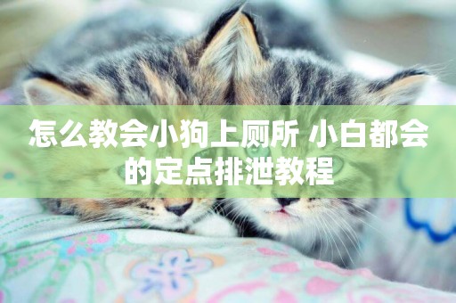 怎么教會小狗上廁所 小白都會的定點排泄教程