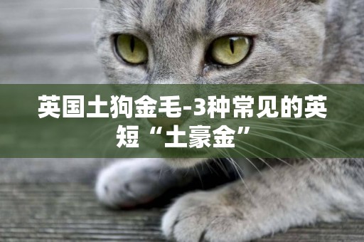 英國土狗金毛-3種常見的英短“土豪金”