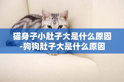 貓身子小肚子大是什么原因-狗狗肚子大是什么原因