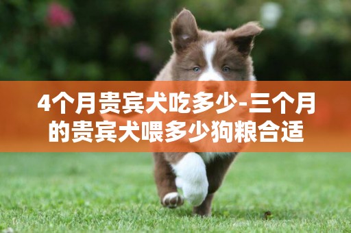 4個月貴賓犬吃多少-三個月的貴賓犬喂多少狗糧合適