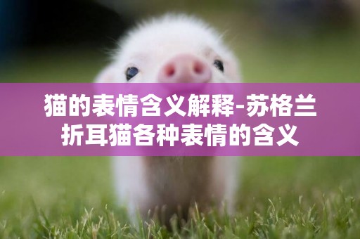 貓的表情含義解釋-蘇格蘭折耳貓各種表情的含義